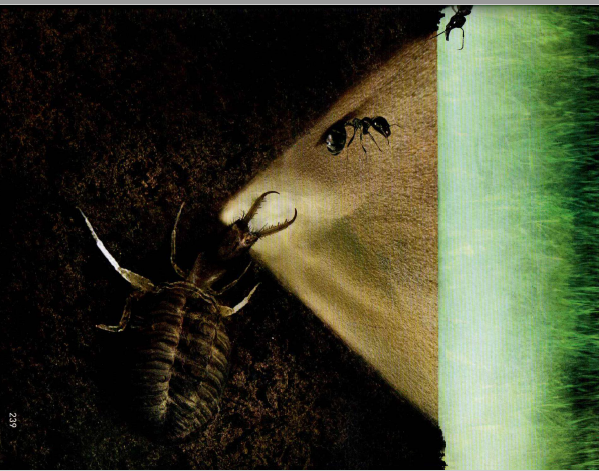 Picture of an Antlion