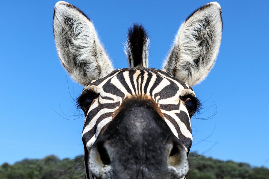 Picture of a zebra